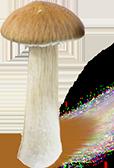 las esporas de Psilocybe cubensis King Cambodia imprimir